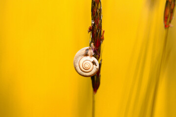 snail on the door - obrazy, fototapety, plakaty