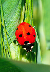 ladybird on a leaf
