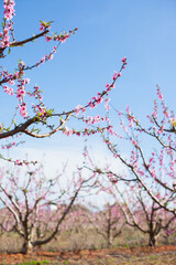 pink blossoms almond or peach trees branches in bloom on blue sky background. 