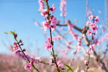 pink blossoms on branch of almond or peach trees in bloom on blue sly background. 