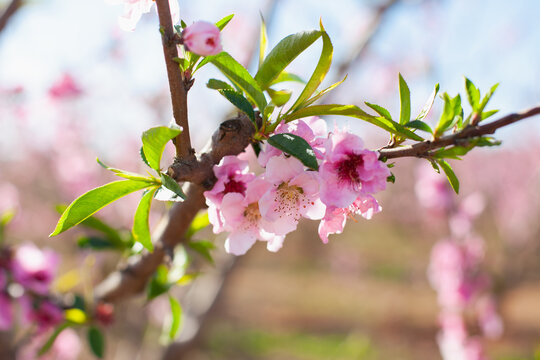 pink blossoms of almond or peach trees in bloom close up. 