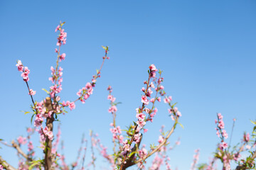 pink almond or peach trees in bloom. 