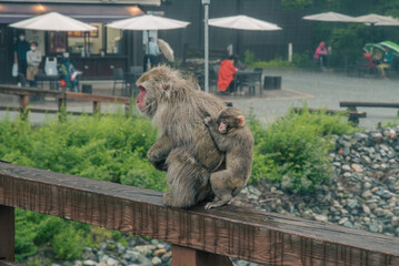 河童橋の上に乗る猿の親子