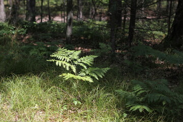 fern in the forest
