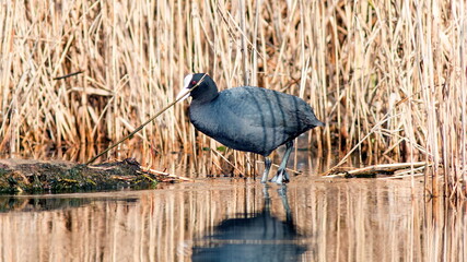 heron ardea cinerea