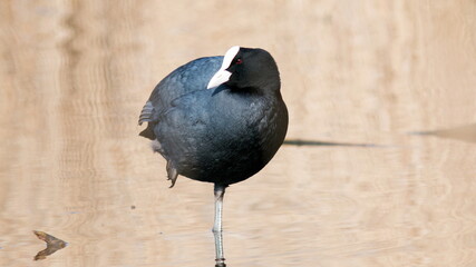 crow on the beach