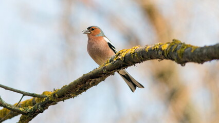 female cardinal on a branch