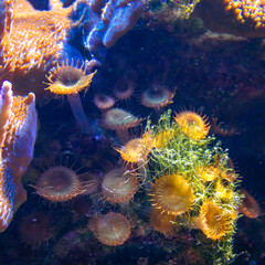 Green White Striped Polyp  (Zoanthus sp.), Colorful button corals swaying under the sea water, USA