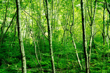 Naklejka premium 上高地の森林