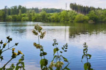 Möhnesee-Wamel, Möhnetal, Südufer, Kreis Soest, NRW, DE, Germany 