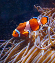 Clown fish, Anemonefish (Amphiprion ocellaris) swim among the tentacles of anemones, symbiosis of...