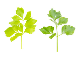 Celery leaves, fresh celery leaves on white background, vegetable celery leaves isolated