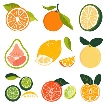 citrus fruit . Vector illustration of citrus fruit.