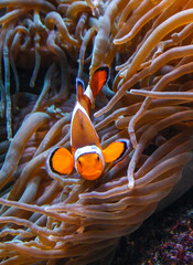 Clown fish, Anemonefish (Amphiprion ocellaris) swim among the tentacles of anemones, symbiosis of...