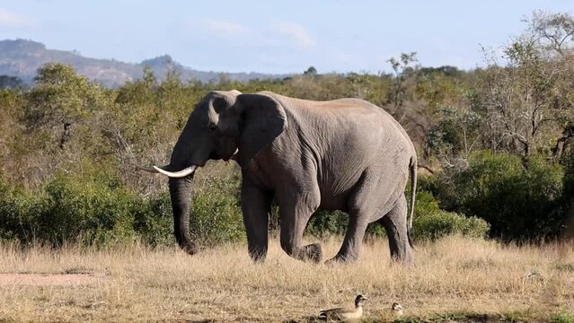 Slow-motion of a large Bull elephant flaps his ears as he walks past uninterested Egyptian geese