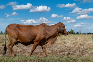 brown cow, Cow in the field on blue sky background, cow on sky with clouds background, single cow...