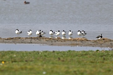 Säbelschnäbler (Pied Avocet, Recurvirostra avosetta), ruhende Gruppe am Ufer