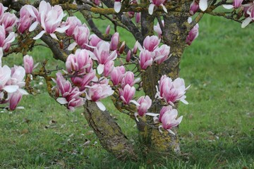 Magnolia on Meadow