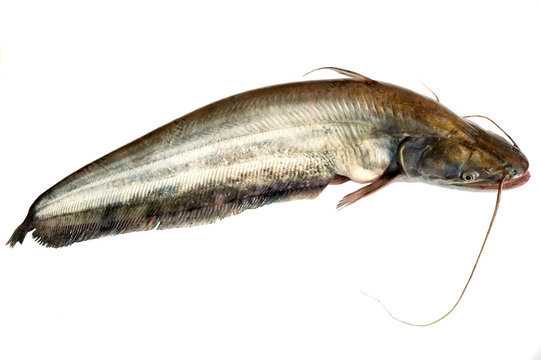 Great white sheatfish,Wallago attu fish ,Great white sheatfish isolated on white background, fresh Great white sheatfish, Siluridae in Fresh water, fish of fresh water.