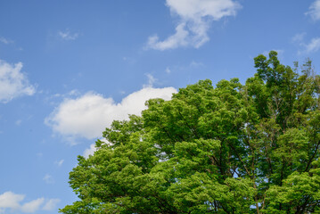 Obraz premium 雲と青空と新緑