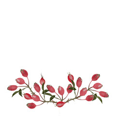 Rosehip sprig watercolor illustration isolated on white