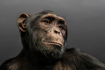 Portrait of a chimpanzee on a gray background.
