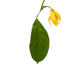 Yellow flower of Climbing Ylang-Ylang or "karawek" in thai name.Artabotrys siamensis.