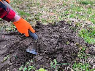 A gardener is digging a hole for planting plants. A gardener in orange gardening gloves is...