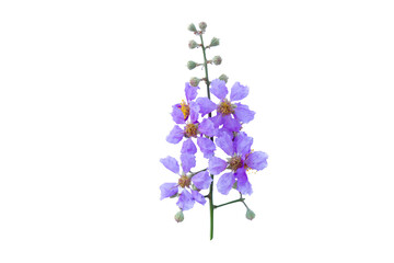Fototapeta premium Queen's Flower , Pride of India flowers isolated, violet flowers, violet flowers isolated on white background, purple flowers on white background.