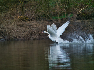 two swans landing in a river, Hannover