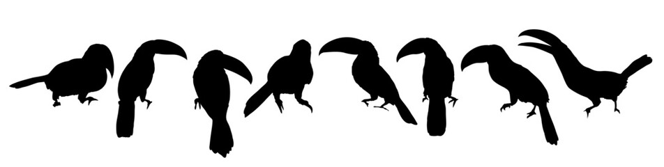 Keel-billed toucan silhouettes set. Toucans of Latin America Ramphastos sulfuratus in different poses. National bird of Belize. Realistic vector jungle birds - obrazy, fototapety, plakaty