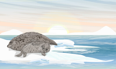 Harbor seal with puppy lies on the shores of the Arctic Ocean. Northern landscape with ocean, ice and snow. Mammals animals of the Arctic. Realistic vector landscape.