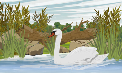 A white swan swims in a pond near the shore. Shore of a lake with tall green grass, stones and logs. Realistic vector landscape