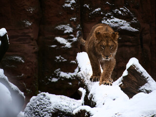 Lion walking in snow
