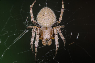 Macro photo of a spider on a web. Dark background. Intricate details on textured body. 