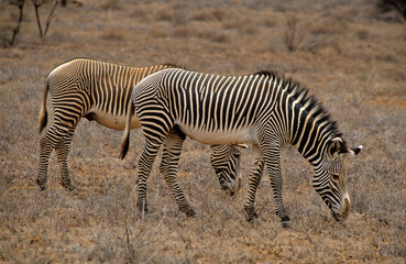 Fototapeta na wymiar Zébre de Grévy, Equus grevyi grevyi, Parc national de Samburu, Kenya