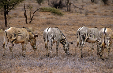 Zébre de Grévy, Equus grevyi grevyi, Parc national de Samburu, Kenya
