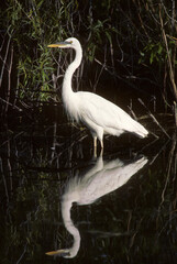 Grande Aigrette,. Ardea alba, Great Egret
