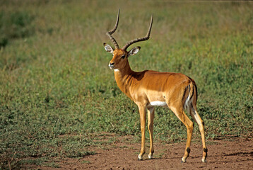 Naklejka na ściany i meble Impala, mâle, Aepyceros melampus, Parc national de Masai Mara, Kenya