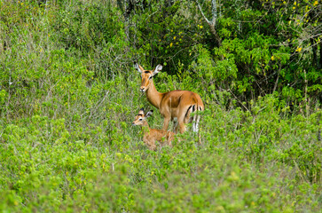 Naklejka na ściany i meble Impala, femelle et jeune, aepyceros melanpus, Parc national de Nakuru, Kenya, Afrique de l'Est