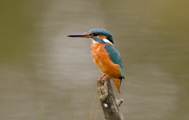 Martin pêcheur d'Europe,.Alcedo atthis, Common Kingfisher