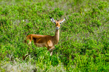 Impala,  jeune,  aepyceros melanpus, Parc national de Nakuru, Kenya, Afrique de l'Est