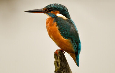 Martin pêcheur d'Europe,.Alcedo atthis, Common Kingfisher