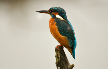 Martin pêcheur d'Europe,.Alcedo atthis, Common Kingfisher