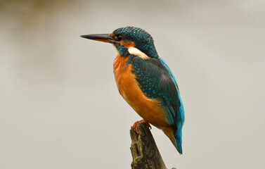 Martin pêcheur d'Europe,.Alcedo atthis, Common Kingfisher