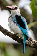 Martin chasseur du Sénégal,.Halcyon senegalensis , Woodland Kingfisher