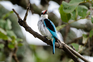 Martin chasseur du Sénégal,.Halcyon senegalensis , Woodland Kingfisher