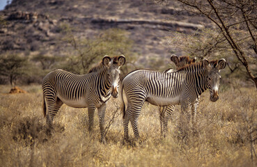 Zébre de Grévy, Equus grevyi grevyi, Parc national de Samburu, Kenya