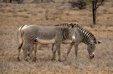 Zébre de Grévy, Equus grevyi grevyi, Parc national de Samburu, Kenya