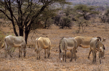 Fototapeta premium Zébre de Grévy, Equus grevyi grevyi, Parc national de Samburu, Kenya